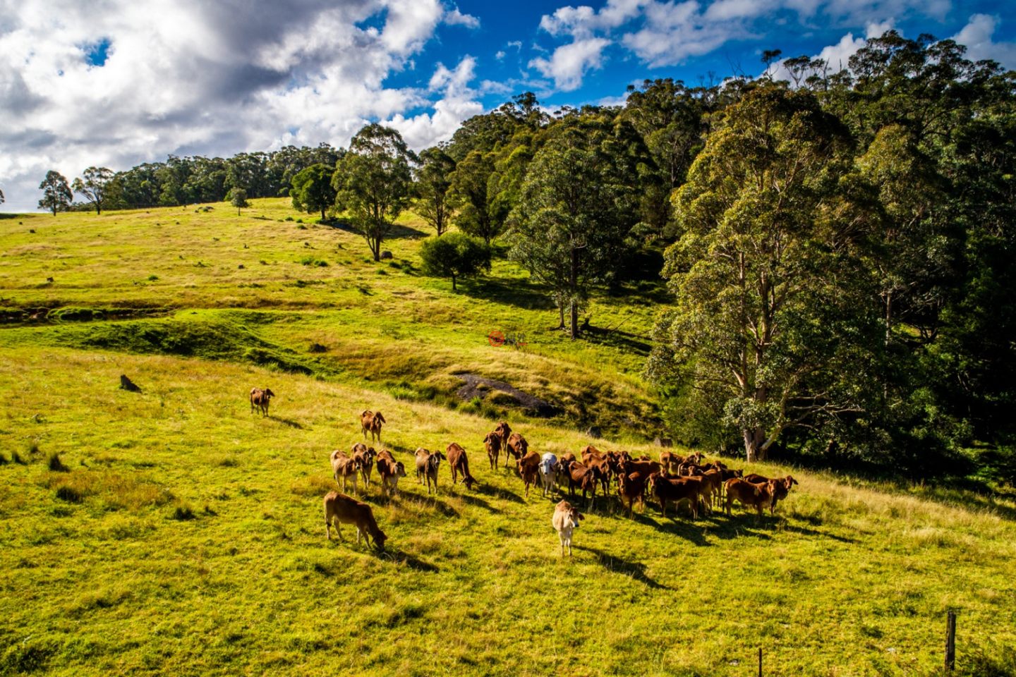 澳大利亚新南威尔士州Willsons Downfall的农场,224 Wallaroo Range Road,编号78492679