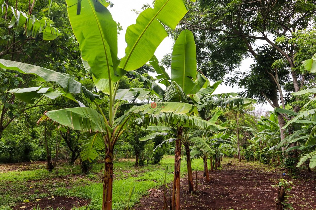 尼加拉瓜Masaya DepartmentMasaya的住宅用地，Finca Los Monos，编号71148962