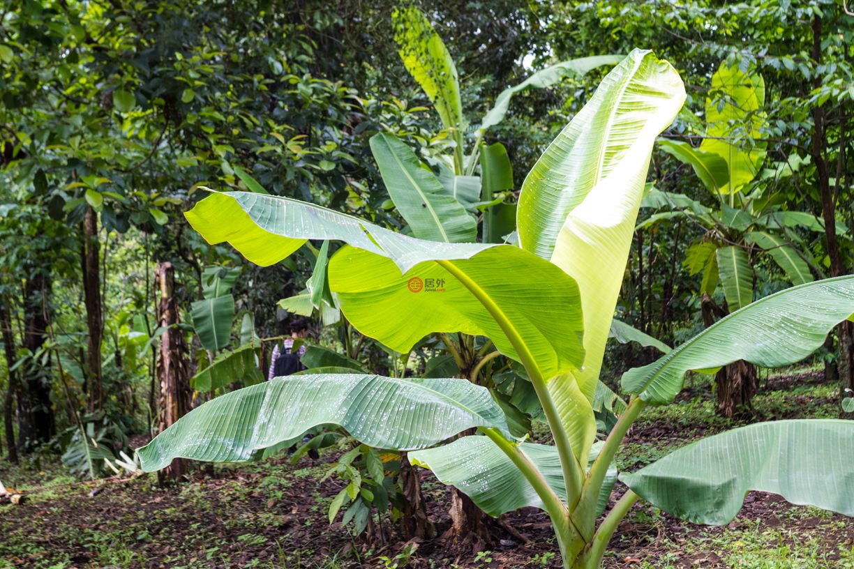 尼加拉瓜Masaya DepartmentMasaya的住宅用地，Finca de Frutas Niquinomo，编号71148301