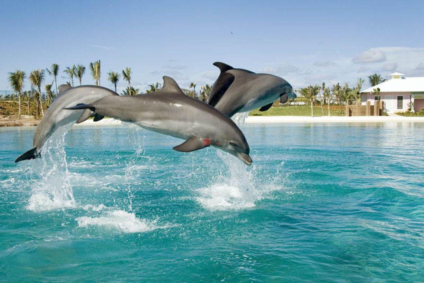 巴哈马天堂岛的公寓，Reef 12-921 One Casino Drive，编号78467801