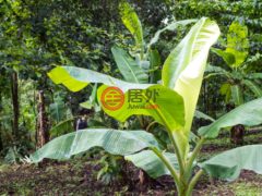 尼加拉瓜Masaya DepartmentMasaya的住宅用地，Finca de Frutas Niquinomo，编号71148301