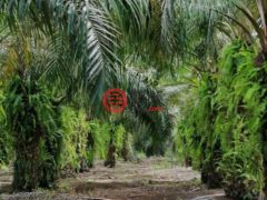 马来西亚沙巴博福特的农业用地，188.78 acres of Oil Palm Plantation，编号76207020