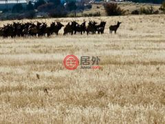 美国科罗拉多州多洛雷斯的住宅用地，None 25515 X Road，编号77061845