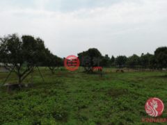 泰国清迈府玛尔瑞姆的住宅用地，编号77708101