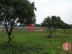 泰国清迈府玛尔瑞姆的住宅用地，编号77708101