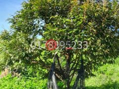 马来西亚森美兰瑞姆巴的农业用地，Negeri Sembilan，编号76629110