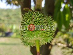 马来西亚森美兰瑞姆巴的农业用地，Negeri Sembilan，编号76629110