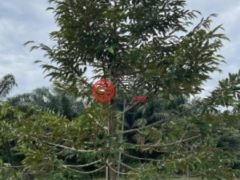 马来西亚柔佛峇株巴辖的农业用地，Parit Sagil，编号78248731