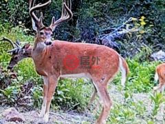 美国肯塔基州Salt Lick的农业用地，None 1105 Pendleton Branch Road，编号77444802